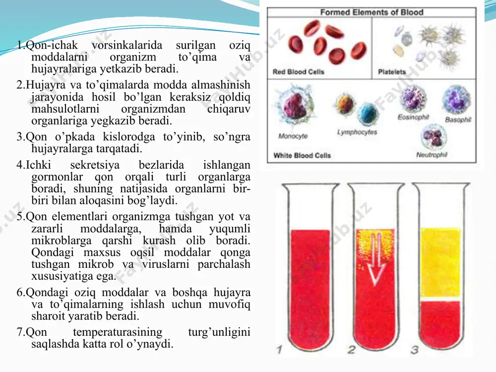 qon vaqon aylanish organlarining yoshga bog‘liqxususiyatlari - Page 4