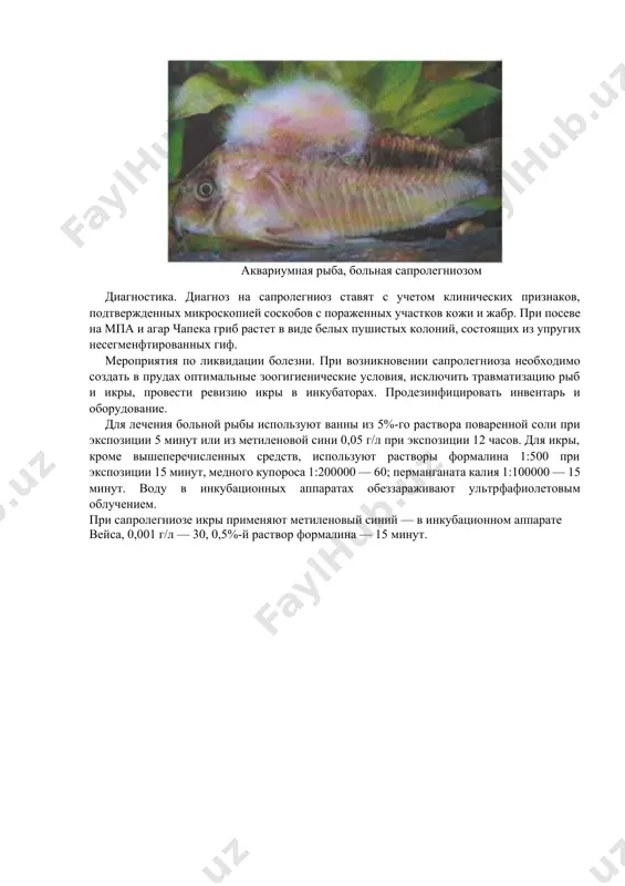 слои кожи. ()слабленная рыба погибает. в инкубаторах в первую очередь сапролегниями поражается i равмированная и неоплодотворенная икра, а затем вся остальная. пораженные икринки приобретают вид одуванчика. гибель икры может достигать 50%. патологоанатомические именения у инфицированных рыб и икры обусловлены клиническими признаками болезни. аквариумная рыба, больная сапролегниозом диагностика. диагноз на сапролегниоз ставят с учетом клинических признаков, подтвержденных микроскопией соскобов с пораженных участков кожи и жабр. при посеве на мпа и агар чапека гриб растет в виде белых пушистых колоний, состоящих из упругих несегменфтированных гиф. мероприятия по ликвидации болезни. при возникновении сапролегниоза необходимо создать в прудах оптимальные зоогигиенические условия, исключить травматизацию рыб и икры, провести ревизию икры в инкубаторах. продезинфицировать инвентарь и оборудование. для лечения больной рыбы используют ванны из 5%-го раствора поваренной соли при экспозиции 5 минут или из метиленовой сини 0,05 г/л при экспозиции 12 часов. для икры, кроме вышеперечисленных средств, используют растворы формалина 1:500 при экспозиции 15 минут, медного …