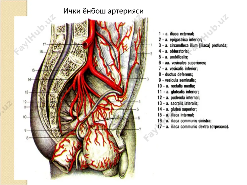i̇chki va tashqi yonbosh arteriyalar. o`yok sohalari niyanish. - Page 2