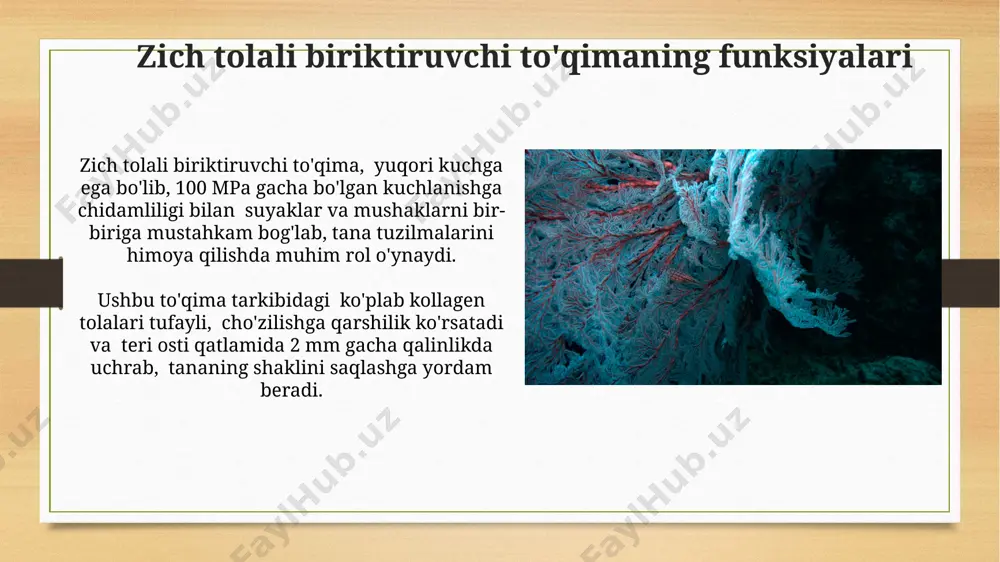 o'qimada esa elastik tolalar soni sezilarli darajada kamroq. klinik ahamiyati: zich tolali to'qima shikastlanishlari qattiq jarohatlardan keyin, zich tolali to'qimadagi yara to'qimasining noto'g'ri shakllanishi, 10% hollarda gipertrofiya yoki kontrakturga olib kelishi mumkin, bu esa funktsional cheklovlarni keltirib chiqaradi. zich tolali to'qima shikastlanishlari, masalan, tendonlarning yirtilishi, 70% gacha sportchilar orasida uchraydi va 6-8 hafta davom etadigan tiklanishni talab qiladi. zich tolali biriktiruvchi to'qimaning turlari loose fibrous connective tissue dan farqli o'laroq, zich tolali biriktiruvchi to'qima hujayralararo modda kamroq va tolalar zich joylashgan, bu esa mexanik kuchga yuqori qarshilik ko'rsatishiga olib keladi. zich tolali biriktiruvchi to'qima, 20-30% hujayralardan va 70-80% kollagen tolalaridan tashkil topgan bo'lib, kuchli va mustahkam tuzilishga ega. zich va bo'sh tolali to'qimalarning o'zaro bog'liqligi zich va bo'sh tolali to'qimalar bir-biriga embrional rivojlanish jarayonida 3:1 nisbatda hosil bo'lib, ularning strukturaviy xususiyatlari to'qimaning funksiyasiga bog'liqdir. bo'sh tolali to'qima, gialuron kislota kabi glyukozaminoglikanlarning yuqori miqdori tufayli, zich to'qimaga qaraganda 2 baravar ko'proq …