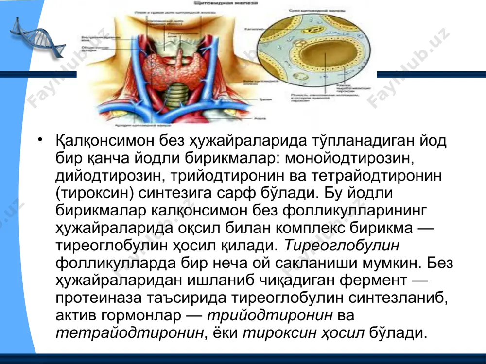 тўқима гормонлари - Page 4