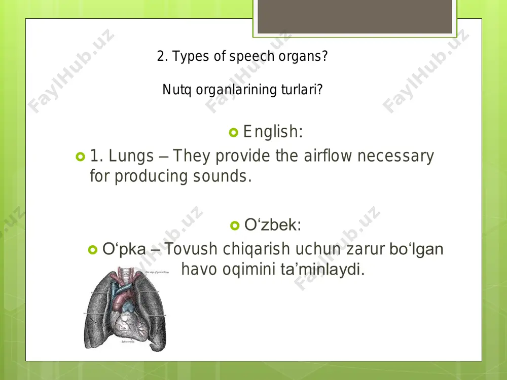 speech organs and their functions - Page 4