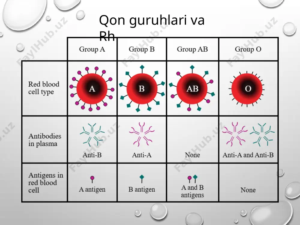 akusherlikda rezus-omil va uning patogenezi - Page 4