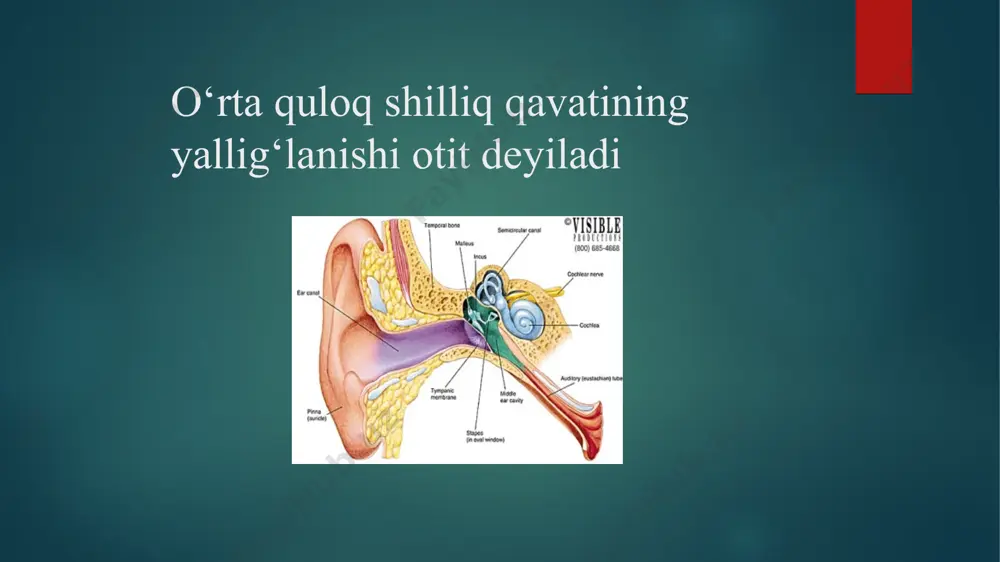 ra pardaning qiza-rishi va shishi kamayib,uning rangi o‘z holiga qaytadi. bemorning eshitish o‘tkirligi asta sekin tiklanadi. bu davr 2-4 hafta davom etadi. bolalarda o‘tkir yiringli otit kechimining o‘ziga xos xususiyatlari 1. yosh bolalarda eshituv nayi kalta va keng bo‘lib, biroz gorizontal joylashganligi infek siyaning o‘rta quloqqa tarqalishiga qulay sharoit yaratadi. 2. chaqaloqlarda o‘rta quloqda miksoid to‘qima qoldiqlari borligi, shilliq qavatning havoni so‘rish qobiliyati sustligi , havo almashinuvining buzilishi mikrofloraning rivojlanishiga qulay sharoit yaratadi. 3. ko‘p hollarda yangi tug‘ilgan chaqaloqlarning burun va o‘rta quloq bo‘shliqlari homila oldi suyuqligi bilan to‘lib, infeksiya tarqalishiga sabab bo‘ladi. 4. orttirilgan immunitetning yo‘qligi 5. yuqumli kasalliklarning ko‘p uchrashi. 6. nog‘ora pardaning nisbatan qalinligi, suyak to‘qimalari rivojlanmaganligi. 7. yosh bolalarda adenoidlar, xoana atreziyasi, bodomcha bezlar gipertro-fiyasi, burun bo‘shlig‘i va o‘rta quloq anamaliyalarining ko‘p uchrashi. bolalarda o‘tkir yiringli otit kechimining xususiyatlari: 1. o‘tkir yuqumli kasalliklardan keyin boshlanadi 2. kasallik o‘tkir boshlanadi. 3. tana harorati 39-400 gacha ko‘tariladi 4. …