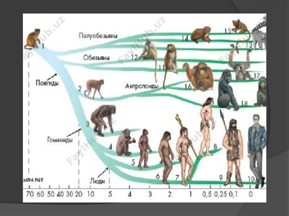 i ko'rib chiqilayotgan hominidlar past va keng tos suyagi, nisbatan uzun oyoqlari va nisbatan qisqa qo'llari bilan ajralib turardi. oyoqlarda ushlash funktsiyalari yo'q edi, faqat qo'llar mavjud edi. orqa miya vertikal edi. ya'ni, xuddi shunday tuzilish haqida odam bilan gaplashishimiz mumkin. shu bilan birga, o'sish kichik bo'lib, 120 dan 150 sm gacha bo'lgan nozik qurilish va vazni 30-55 kg gacha bo'lgan. ayollar va erkaklarda o'lchamlar sezilarli darajada farq qiladi. kuchli jinsiy aloqa zaifdan deyarli 50% kattaroq edi. odamlarda bu farq 15% dan oshmaydi. miyaning hajmi 400-550 kubometrni tashkil etdi. sm.odamlarda mos keladigan qiymat 1200-1500 kubometrni tashkil qiladi. qarang. kulrang moddaning tuzilishiga kelsak, u shimpanzening tuzilishiga to'g'ri keld deyarli barcha afrikalik topilmalar bu nomga tegishli edi. sharqiy va janubiy afrikadagi rift vodiysi. sahelanthropus ikki oyoq ustida yurganga o'xshaydi. yana bir eng qadimgi ikki oyoqli hominid 2000 yil 25 oktyabrda keniyada buyuk rift vodiysi yaqinidagi qazishmalar paytida topilgan (aiello & collard, 2001). …