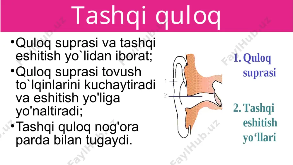 eshitish organlarining tuzilishi, eshitish gigiyenasi - Page 4