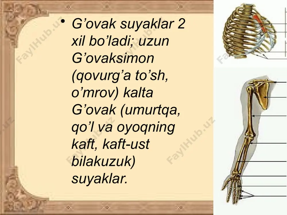 suyaklar tuzilishi - Page 5