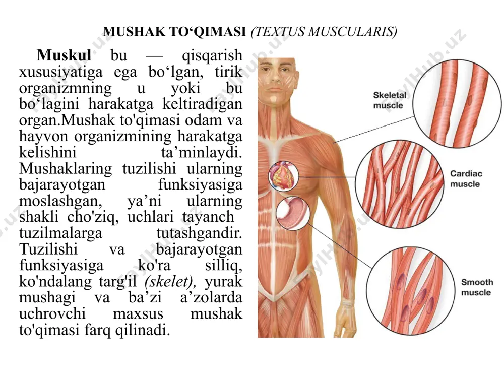 muskul tolasiga ustki tomondan to‘rsimon shaklda prekollagen tolachalar kelib tutashadi. ularni ustki tomondan esa bazal membrana yopib turadi.har bir muskul tolachasi o‘ziga tegishli biriktiruvchi to‘qimadan iborat qavat bilan o‘ralib turadi. bu qavatga endomizium deyiladi. silliq mushak to'qimasi hujayra tuzilishiga ega. silliq mushak ko'pgina ichki organlar - me’da-ichak yo'li, tanosil organlari, tomirlar devorining shakllanishida qatnashadi. silliq mushak tuzilishi hamda funksiyasi bo'yicha ko'ndalang-targ'il mushakdan qancha farq qiladi. silliq mushaklar vegetativ nerv sistemasi tomonidan innervatsiya qilinadi va shu sababli kishi ixtiyoriga bo'ysunmaydi. yuqorida qayd qilinganidek, silliq mushak to'qimasi hujayra tuzilishiga ega bo'lib, cho'ziq, duksimon va tarmoqlangan bo'ladi. hujayraning o'lchamlari turlicha bo'ladi, ya’ni uzunligi 50—250 mkm, yadro sathining maksimal diametri 5—20 mkm. to'qimada bir-biriga yondoshib yotgan hujayralar qatlamlar hosil qiladi (90- rasm). a — ichak devorining silliq mushak qavati; в— alohida ajratilgan silliq mushak hujayralari (oddiy mikroskop ostida ko'rinishi); 1 — mushak qavatining bo'ylama kesimi; 2 —mushak qavatining ko'ndalang kesimi; 3 — silliq mushak …