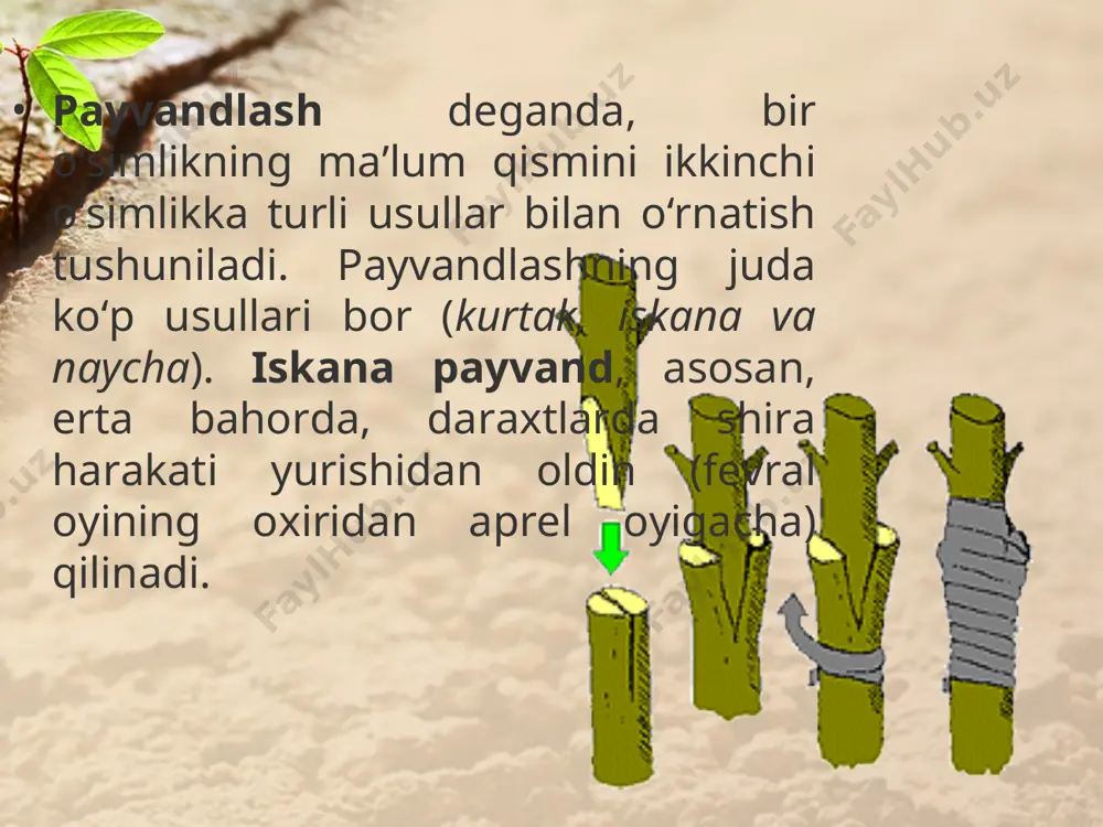 madaniy o’simliklarning vegetativ ko’payishi. 5 - sinf - Page 5