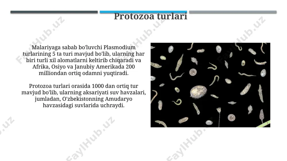 protozovalar - Page 3