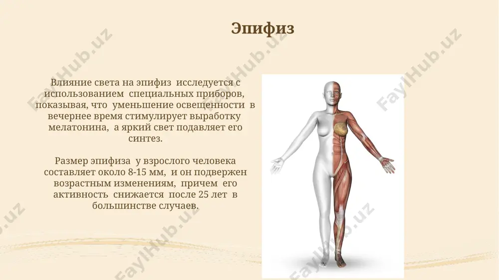 эндокринная система организма - Page 5