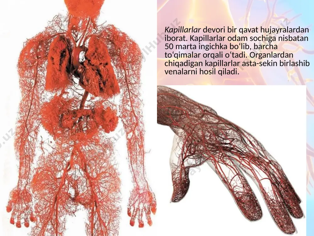 katta va kichik qon aylanish doirasi. 8 - sinf - Page 4
