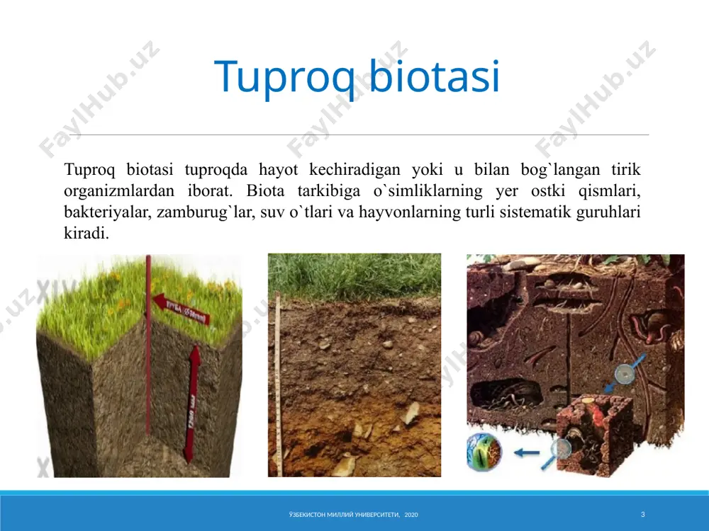 ari bilan ifodalanadi. ushbu hayvonlar tuproqning zich qismida yashaydilar, teshiklar, o'tish joylarini qazishadi yoki tabiiy quduqlar bo'ylab harakat qilishadi, shu bilan birga ularni kengaytiradilar. ushbu ekologik guruhga mansub hayvonlarning nafas olish jarayoni tanada va maxsus nafas olish organlari ishtirokida sodir bo'ladi. noqulay sharoitlarda ular chuqur tuproq qatlamlariga ko'chib o'tadilar, u yerda qurg'oqchilik va qishki sovuqdan omon qoladilar. 17 megafauna tuproqlari yirik hayvonlar bo'lib, o'nlab santimetrga etadi. bularga asosan sutemizuvchi hayvonlar, qazish ishlari deb nomlanganlar, shuningdek, ulkan tuproq qurtlari kiradi. ba'zi turlar tuproqda doimiy ravishda, uni tark etmasdan yashaydi, boshqalari esa tuproq yuzasida oziqlanish uchun chiqadi. 18 fitofaglar tirik o'simliklar ildizlari to'qimalari bilan oziqlanadi va ko'pincha qishloq xo'jaligiga zarar etkazadi. masalan, may qo'ng'izining lichinkasi o'simlik ildizlarini yo'q qiladi. pancar nematodasi ildiz hosil bo'lishidan oldin qand lavlagi ildizlariga kirib boradi va hosilning katta yo'qotishlariga olib keladi. turli xil fitofaglar - suv o'tlari bilan oziqlanadigan algofaglar. 19 zoofaglar yirtqich yoki parazit vazifasini bajaruvchi …