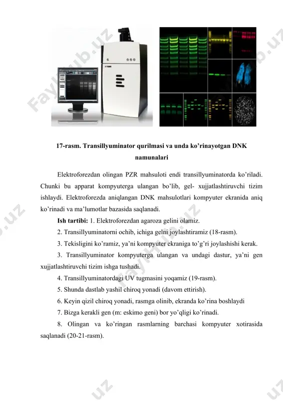 el- xujjatlashtiruvchi tizim ishlaydi. elektroforezda aniqlangan dnk mahsulotlari kompyuter ekranida aniq ko’rinadi va ma’lumotlar bazasida saqlanadi. ish tartibi: 1. elektroforezdan agaroza gelini olamiz. 2. transillyuminatorni ochib, ichiga gelni joylashtiramiz (18-rasm). 3. tekisligini ko’ramiz, ya’ni kompyuter ekraniga to’g’ri joylashishi kerak. 3. transillyuminator kompyuterga ulangan va undagi dastur, ya’ni gen xujjatlashtiruvchi tizim ishga tushadi. 4. transillyuminatordagi uv tugmasini yoqamiz (19-rasm). 5. shunda dastlab yashil chiroq yonadi (davom ettirish). 6. keyin qizil chiroq yonadi, rasmga olinib, ekranda ko’rina boshlaydi 7. bizga kerakli gen (m: eskimo geni) bor yo’qligi ko’rinadi. 8. olingan va ko’ringan rasmlarning barchasi kompyuter xotirasida saqlanadi (20-21-rasm). 18-rasm. transillyuminatorga joylashtirilayotgan agaroza gelidagi dnk 19-rasm. transillyuminatorni ishga tushiruvchi tugmachalar 9. natijalarga qarab, kelgusi yili faqat shu genga ega g’o’zalar ekiladi. 10. toki gomozigota holatga kelgunicha chatishtirish davom ettiriladi, ajralish ro’y bermasligi kerak. 11. agar chiziq 2 ta bo’lsa, ham fitoxrom ham eskimo geni bor. yuqorida bitta chiziq bo’lsa, fitoxrom, pastda bitta chiziq …