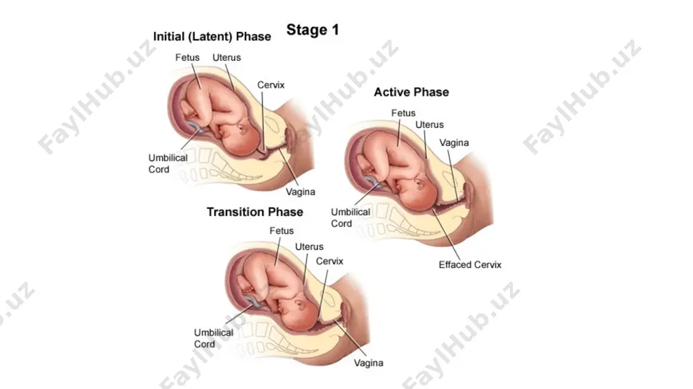 stages of labor - Page 4