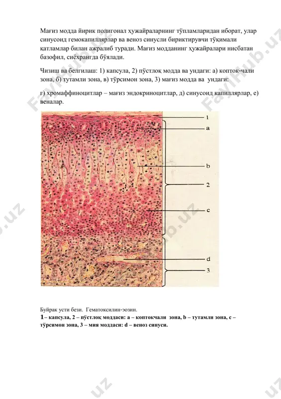 қалқонсимон без - Page 3