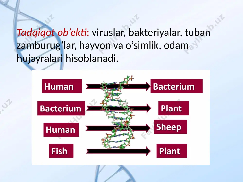ni manipulyasiya (faoliyatiga qandaydir o’zgarishlar kiritish) qilish uchun, ularni o’simlikdan ajratib olish o’simlik organizmidan tashqarida yashashi va ko’payishi uchun sharoit tug’dirib berish lozim. ajratib olingan hujayra va to’qimalarni sun’iy ozuqa muhitida, steril sharoitda (in vitro) o’stirish usuli ajratilgan to’qimalar kulturasi deb nomlanadi va ularni biotexnologiyada ishlatish mumkinligi sababli, katta ahamiyat kasb etdi. gen muhandisligi usullari genlarni klonlash - genni ajratib olish va uning nusxalarini yaratish jarayonidir. bu ko'p maqsadlar uchun foydalidir. masalan, genlarni klonlash gen terapiyasi uchun oddiy genni ajratib olish va nusxalarini yaratish uchun ishlatilishi mumkin. genni klonlash to'rt bosqichni o'z ichiga oladi: izolyatsiya, bog'lash, transformatsiya va tanlash. polimeraza zanjiri reaktsiyasi- gen yoki boshqa dnk fragmentining ko'plab nusxalarini yaratish. bu genetik tekshiruvda ko’p miqdordagi genni yaratish uchun amalga oshirilishi mumkin. pcr uch bosqichni o'z ichiga oladi: denaturatsiya, tavlanishva kengaytma. uch bosqich rasmda ko'rsatilgan shakl pastda ko'p miqdorda gen hosil qilish uchun ular tsiklda ko'p marta takrorlanadi. polimeraza zanjir reaksiyasi …