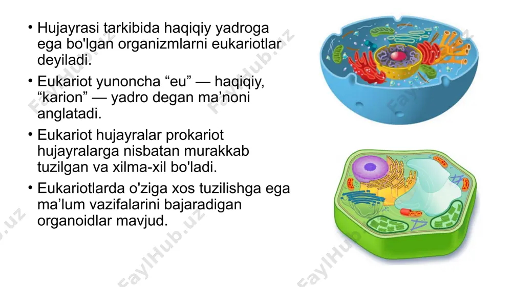ni ta’minlaydi. 7 shuningdek, u himoya, to‘siq, moddalarni tanlab o‘tkazish, retseptorlik vazifasini ham bajaradi; hujayra qobig‘ining asosiy qismini plazmatik membrana tashkil etadi; hayvon hujayralarining qobig‘i juda yupqa va elastik bo‘ladi. shuning uchun tayanch vazifasini bajara olmaydi o‘simlik hujayrasining qobig‘i qalin bo‘lib, u asosan sellyulozadan iborat; o‘simlik hujayrasining qobig‘i tayanch vazifasini ham bajaradi; plazmatik membrana barcha hujayralar uchun universal bo‘lgan - biologik membranadir. plazmatik membrana barcha hujayralarda uchraydi. hujayra o‘zining yuza qismida yupqa qobiq hosil qilib sitoplazmasini tashqi muhitdan ajratib turadi. tirik hujayraning yuza qismi to‘xtovsiz harakatlanib turadi, unda qavariq va botiqlar paydo bo‘lib, to‘lqinsimon tebranma harakat vujudga keladi, doimo u orqali makromolekulalar ko‘chirilib turadi. plazmatik membrana yuksak pishiqlikka va elastiklikka ega. u ozgina shikastlangan yoki yo‘qotgan qismini tezda hosil qilib o‘zining bir butunligini oson va tez tiklay oladi. plazmatik membrana bir tekis yaxlit tuzilgan emas. unda maxsus fermentativ kanalchalar bo‘lib, ular orqali hujayraning ichki qismiga fermentlar yordamida ionlar va kichik …