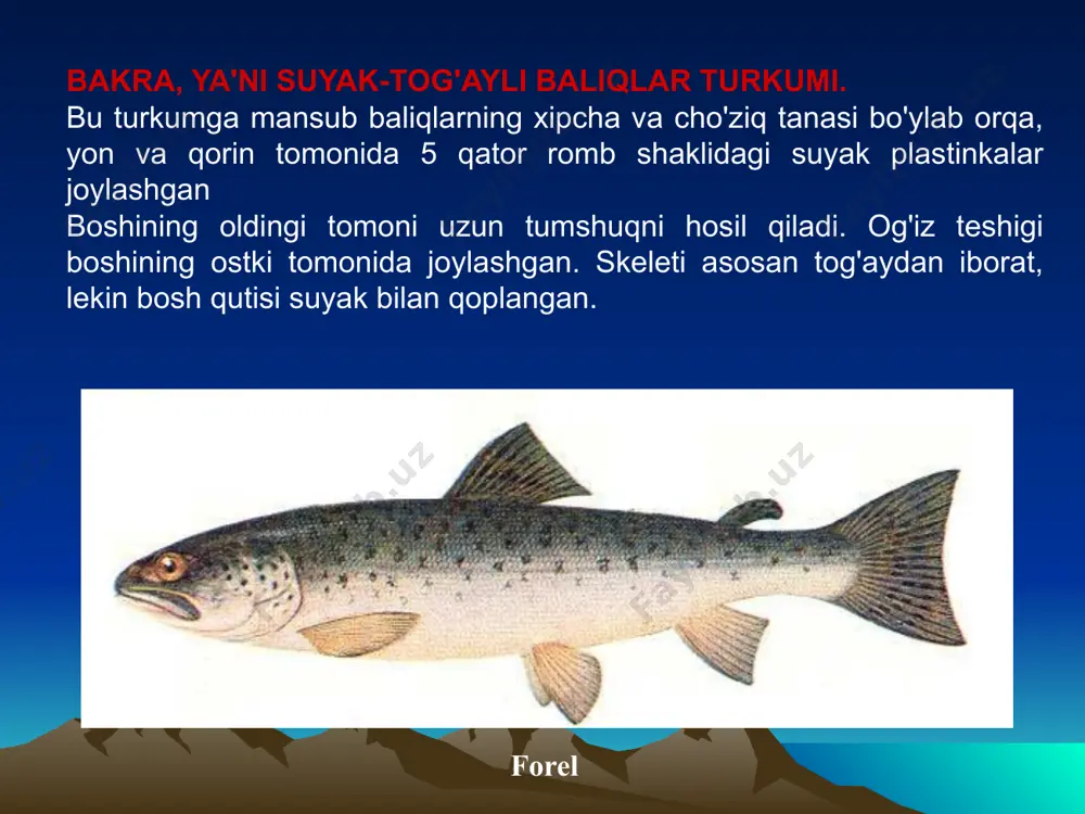 shovchi umurtqali hayvonlarning kelib chiqishini tushuntirishda katta ahamiyatga ega. baliqlarning ahamiyati. baliq go`shti va ikrasi xushta'm taom hisoblanadi. ayniqsa osetrsimonlar va losossimonlar go`shti va ikrasi qadrlanadi. jahon bo`yicha har yili 50 mln tonnaga yaqin baliq ovlanadi. baliqlarning asosiy qismi dengizlardan ovlanadi. baliq ovlash uchun maxsus kemalar - traulerlardan foydalaniladi. ovlanadigan baliqlarning asosiy qismi oziq-ovqat uchun ishlatiladi. baliqchilik sanoati chiqindilaridan chorva mollari uchun baliq uni, qishloq xo'jaligi uchun o'g'it ishlab chiqariladi. baliq moyi farmatsevtikada vitaminli dori hisoblanadi. o'zbekistonda baliqlar_ichki_suv havzalaridan ovlanadi. zog'ora, oq amur, oqcha, xumbosh, oq sla, ilonbosh asosiy ovlanadigan baliqlar hisoblanadi. tabiiy sharoitda baliqlar uvildirig'i va chavoqlari ko'plab nobud boiadi. shuning uchun baliqlar maxsus zavodlarda urchitiladi va ma'lum davrgacha boqilib, so'ng tabiiy suv havzalariga qo'yib yuboriladi. baliqlar tuxumi va yosh baliqchalarni boshqa suv havzalariga ko'chirib o'tkazish mumkin. masalan, uzoq sharq daryolaridan respublikamizdagi suv havzalariga oq amur. xumbosh^ ilonboshjcabi baliqlar olib kelib, iqlimlashtirilgan. baliqlarning kelib chiqishi. baliqlarning qadimgi ajdodlari lansetnikka …