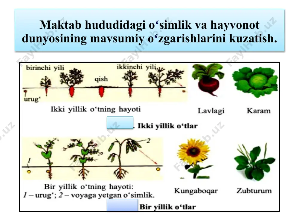 maktab hududidagi oʻsimlik va hayvonot dunyosining mavsumiy oʻzgarishlarini kuzatish - Page 4