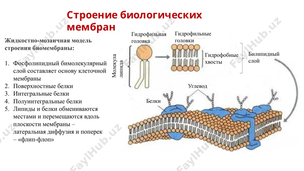 ндикулярен направлению диффузии, называется количество этого вещества, переносимого через данный элемент за единицу времени. градиент концентрации площадь элемента поверхности, через которую идет поток среднее расстояние между молекулами время оседлой жизни молекулы 6 перенос молекул (атомов) через мембраны плотностью потока вещества (j) называется отношение потока вещества (ф) через элемент поверхности к площади этого элемента (s): плотность потока в однородной среде описывается уравнением диффузии (уравнением фика): коэффициент распределения вещества (к) - величина, равная отношению концентраций частиц в граничащих средах: коэффициент распределения вещества между мембраной и окружающей средой равен коэффициенту распределения вещества между мембраной и клеткой: перенос молекул (атомов) через мембраны p p – коэффициент проницаемости мембраны – характеризует способность мембраны пропускать те или иные ионы [p] – м/с. уравнение фика для мембран, описывающее пассивный транспорт незаряженных частиц: jс – плотность потока незаряженных частиц, проходящих через мембрану сi – концентрация частиц внутри клетки со – концентрация частиц вне клетки транспорт ионов через мембрану …