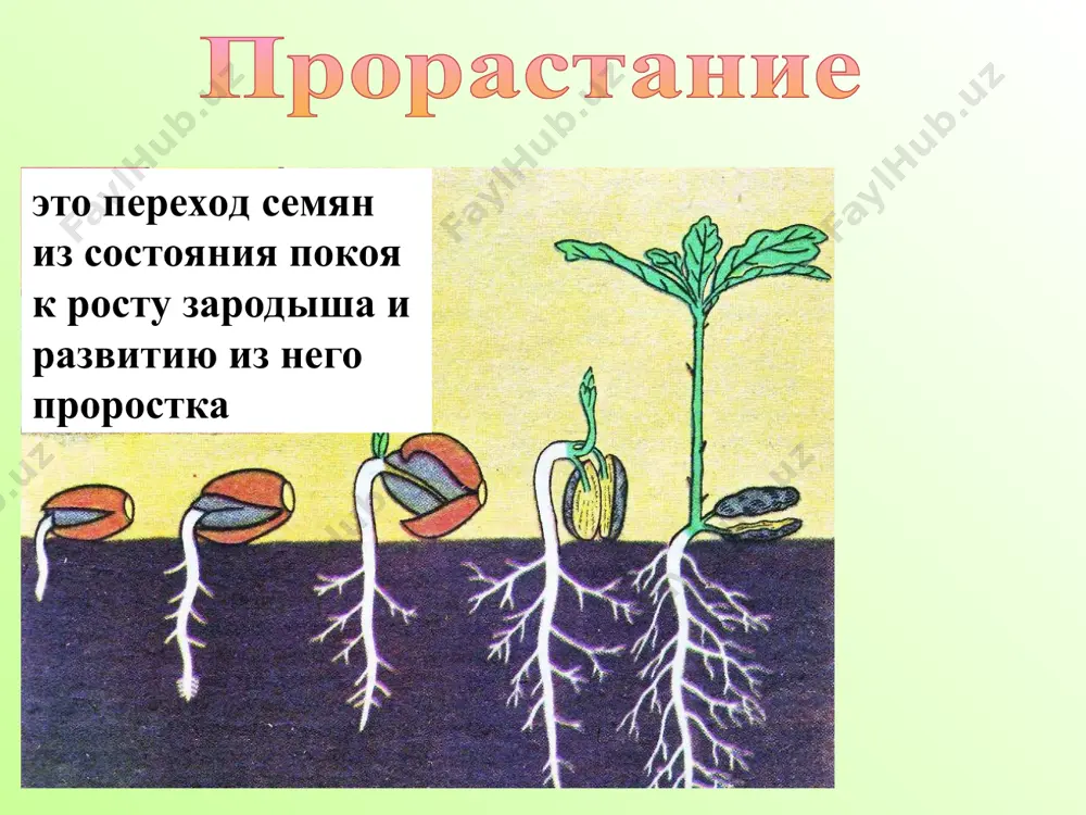 урок биологии - Page 5