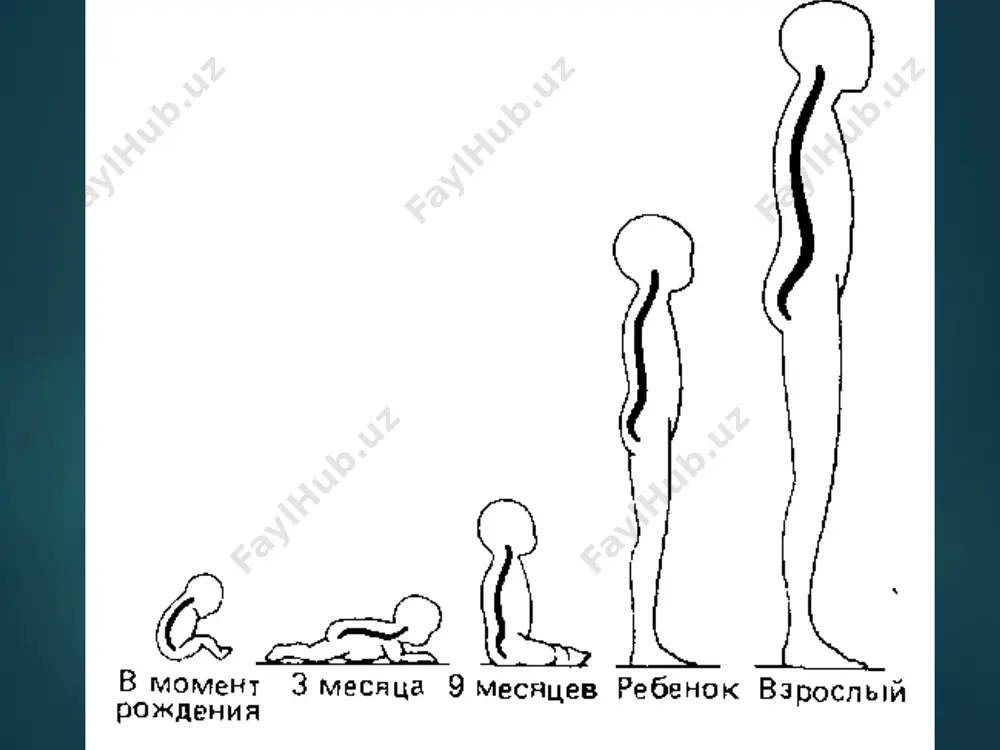 plastik anatomiya - Page 5