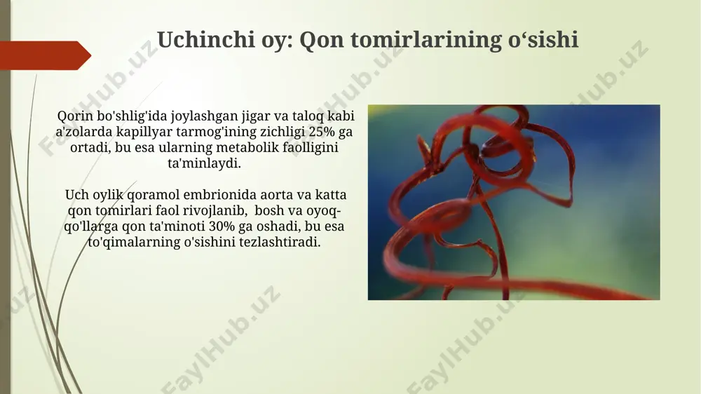nning turli organlariga etkazish hisoblanadi. 45 kunlik qoramol embrionida esa, platsenta orqali o'tadigan qon oqimi sezilarli darajada oshadi, bu esa embrionning tez rivojlanishi va organlarning shakllanishi uchun zarur bo'lgan ozuqa moddalari va kislorod miqdorini ta'minlaydi. oʻninchi oy: qon tarkibi qon plazmasidagi albumin miqdori 3,5-4,5 g/dl oraligʻida boʻlib, jigar faoliyatining etuklashuvi va oqsil sintezining kuchayishini aks ettiradi, bu toshkentdagi klinik tadqiqotlar natijalaridan kelib chiqadi. oʻninchi oyda qonning gematokrit darajasi 45-50% ga yetishi mumkin, bu tugʻilishdan keyingi darajalarga yaqinlashishini koʻrsatadi va bu samarqand tibbiyot instituti tadqiqotlarida tasdiqlangan. qon aylanish tizimining anomaliyalari toshkentdagi klinik tadqiqotlar shuni koʻrsatdiki, 1000 ta homiladorlikning 2-3 tasida aorta koarktatsiyasi kabi anomaliyalar kuzatiladi, bu esa yuqori qon bosimini va aorta qon oqimining cheklanishini keltirib chiqaradi. qorin aortasining anevrizmasi kabi kam uchraydigan anomaliyalar, masalan, 100,000 kishidan 5 tasida samarqand viloyatida roʻyxatga olingan va qon ketishiga va oʻlimga olib kelishi mumkin. kelajakdagi tadqiqotlar qoramol embrionining qon aylanish tizimini 3d modellashtirish orqali, …