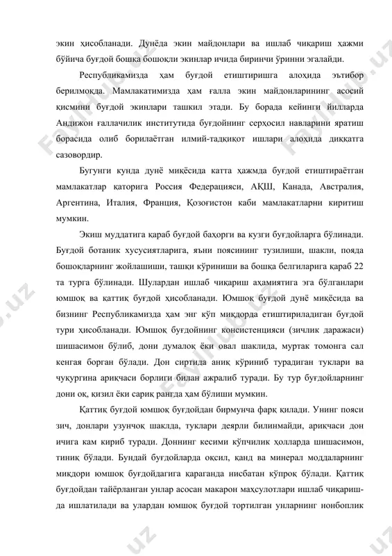 т ишлари алоҳида диққатга сазовордир. бугунги кунда дунё миқёсида катта ҳажмда буғдой етиштираётган мамлакатлар қаторига россия федерацияси, ақш, канада, австралия, аргентина, италия, франция, қозоғистон каби мамлакатларни киритиш мумкин. экиш муддатига қараб буғдой баҳорги ва кузги буғдойларга бўлинади. буғдой ботаник хусусиятларига, яъни поясининг тузилиши, шакли, пояда бошоқларнинг жойлашиши, ташқи кўриниши ва бошқа белгиларига қараб 22 та турга бўлинади. шулардан ишлаб чиқариш аҳамиятига эга бўлганлари юмшоқ ва қаттиқ буғдой ҳисобланади. юмшоқ буғдой дунё миқёсида ва бизнинг республикамизда ҳам энг кўп миқдорда етиштириладиган буғдой тури ҳисобланади. юмшоқ буғдойнинг консистенцияси (зичлик даражаси) шишасимон бўлиб, дони думалоқ ёки овал шаклида, муртак томонга сал кенгая борган бўлади. дон сиртида аниқ кўриниб турадиган туклари ва чуқургина ариқчаси борлиги билан ажралиб туради. бу тур буғдойларнинг дони оқ, қизил ёки сариқ рангда ҳам бўлиши мумкин. қаттиқ буғдой юмшоқ буғдойдан бирмунча фарқ қилади. унинг пояси зич, донлари узунчоқ шаклда, туклари деярли билинмайди, ариқчаси дон ичига кам кириб туради. доннинг кесими …