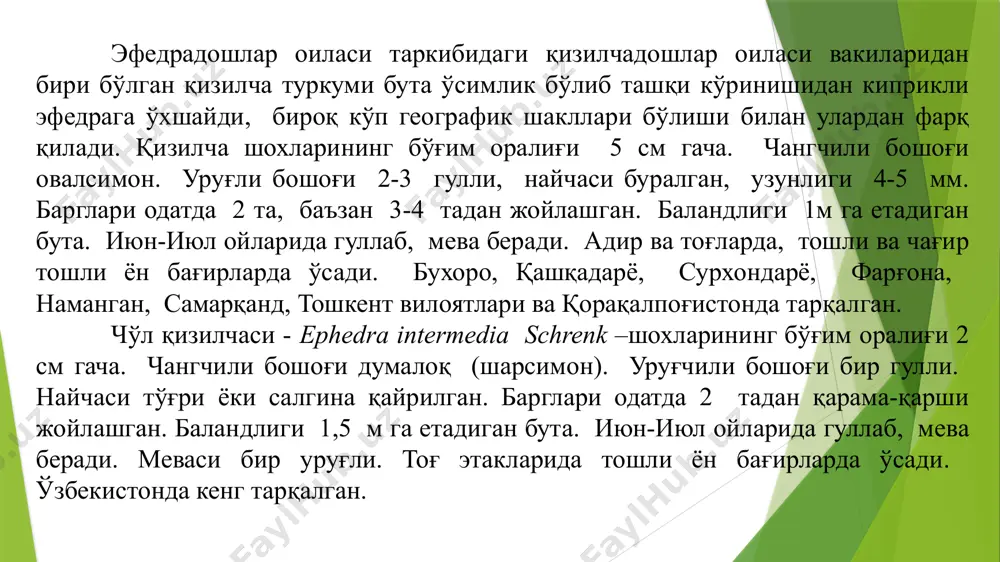 ликка етади, поясининг диаметри 1м, айрим турларида эса 2м га етади. қарағайлар 400 йил ҳаёт кечиради. спорафилл эркак ва урғочи қуббада ҳосил бўлади. қуббалар битта ўсимликда жойлашади. узунлиги 4-5 см, диаметри 3-4 см бўлиб, унда спирал равишда микро спорофилл жойлашган бўлиб, чанг ҳосил қилишга хизмат қилади. микро спорофилл тухумсимон шаклда бўлиб, унда кўп миқдорда микро спора ҳосил бўлади. микро спора бир ядроли, ташқи томондан интина ва экзина қавати билан ўралган бўлиб, ёнида 2 та тўрсимон ҳаво пуфакчасини ҳосил қилади. микроспоранинг унишидан эркакга метофит – чанг ҳосил бўлади. микроспора иккига бўлиниб, ундан иккита ҳужайра ҳосил бўлади, (антеридийли ва вегетатив). антеридийли ҳужайра сперма ҳосил қилишга хизмат қилса, вегетатив ҳужайра спермани тухум ҳужайрага етказиб бериишга хизмат қилади. урғочи қуббалар ёш новданинг учида жойлашади. қуббанинг асосий ўқида тангачалар жойлашган бўлиб, унда иккитадан уруғ куртак ҳосил бўлади. уруғ куртак нутселус ва интегументдан тузилган бўлади. нутселус тухумсимон бўлиб, устидан интегумент ўраб туради. нутселуснинг қубба ўқига қараган …