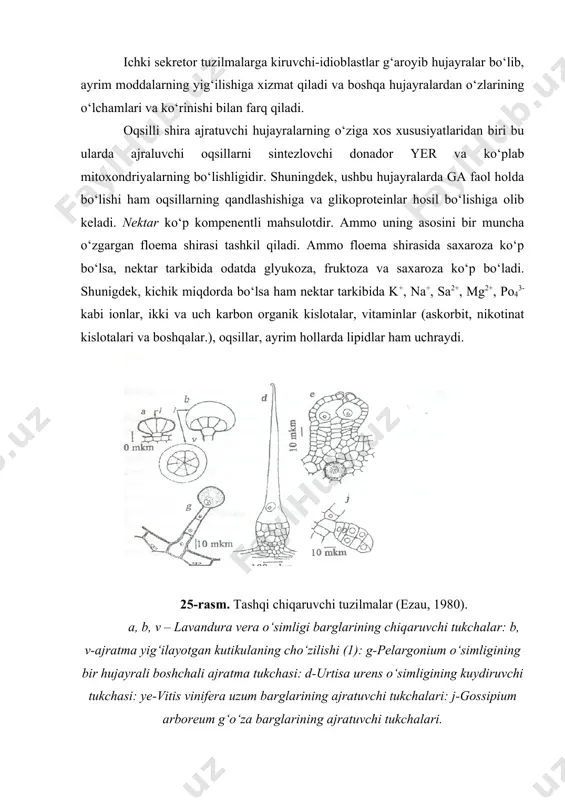 lab (apoplast) bо‘yicha hamda plazmodesmalar orqali simplast bо‘yicha bо‘lishi mumkin. yopiq urug‘lilarda floral nektarchilar mezozoy erasining bо‘r davrida hosil bо‘lgan deb qaraladi. rangli gultojibarglar va hushbо‘y hid bilan birga nektar yopiq urug‘lilar gullarining chetdan changlanilishidagi entomofiliya xodisasida muhim о‘rin tutgan deb qaraladi. nektarning paydo bо‘lishi о‘simliklar va hayvonlar evolutsiyasida alohida о‘rin tutadi. masalan, о‘simliklar gullarining rang-barangligiga, changlatuvchi hashoratlarning oziqlanish apparatining о‘zgarishi va ularda ma’lum bir oziqlanish rejimining paydo bо‘lishi shular jumlasidandir. о‘simliklar gullaridan ajratuvchi nektar bilan bir qancha umurtqasiz hayvonlar vakillari, masalan, chumolilar, arilar va boshqa hashorotlar oziqlanadilar. nektar о‘z tarkibida fitonuidlar tutgani va bakteriositatik xossasiga ega bо‘lgani uchun zigota va uning hosilasini mikroorganizmlardan himoya qiladi. polisaxaridlarning ajralishi. о‘simliklarda polisaxarid shirasini ajratuvchi maxsus hujayralar ham mavjud. shira hujayra devori va plazmolemma о‘rtasidagi idioblastlarda hosil bо‘ladi. ajratilayotgan polisaxarid, shira, nordon va neytral polisaxaridlardan tashkil topgan bо‘lib, xususiyatlari jihatidan pektin moddalarga nordon miyeropolisaxaridlarga о‘xshashdir. suv о‘tlarining shirasi sulfatlangandir. о‘simliklarning barcha polisaxarid shiralari …