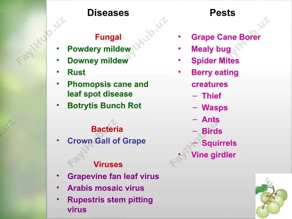 des if downy mildew is a problem, a program of fungicide sprays may be needed. captan, copper compounds, (fixed coppers and bordeaux mixture), mancozeb, ridomil/mz, ridomil /copper, sovran, and ziram botrytis bunch rot of grape (botrytis cinerea) discolored, shriveled berries caused by botrytis bunch rot botrytis cinerea sporulating on grape berries symptoms ripening grapes are affected by a rot with sufficient rain and humidity, berries split open and develop a grayish mold on the surface. affected berries may shrivel in the dry climate. ecology infection is optimal at 15-20oc with free water or over 90% humidity. grape cultivars with dense canopies, thin skins, and/or tight clusters are more susceptible to botrytis bunch rot management cultural management prevent excessive vine growth by judicious use of water and fertilizer. prevent berry damage (powdery mildew birds and insects) canopy management fungicides phomopsis cane and leaf spot disease (phomopsis viticola) infected leaves infected inflorescence …