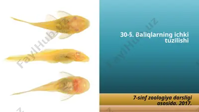 30-§. baliqlarning ichki tuzilishi — PPTX