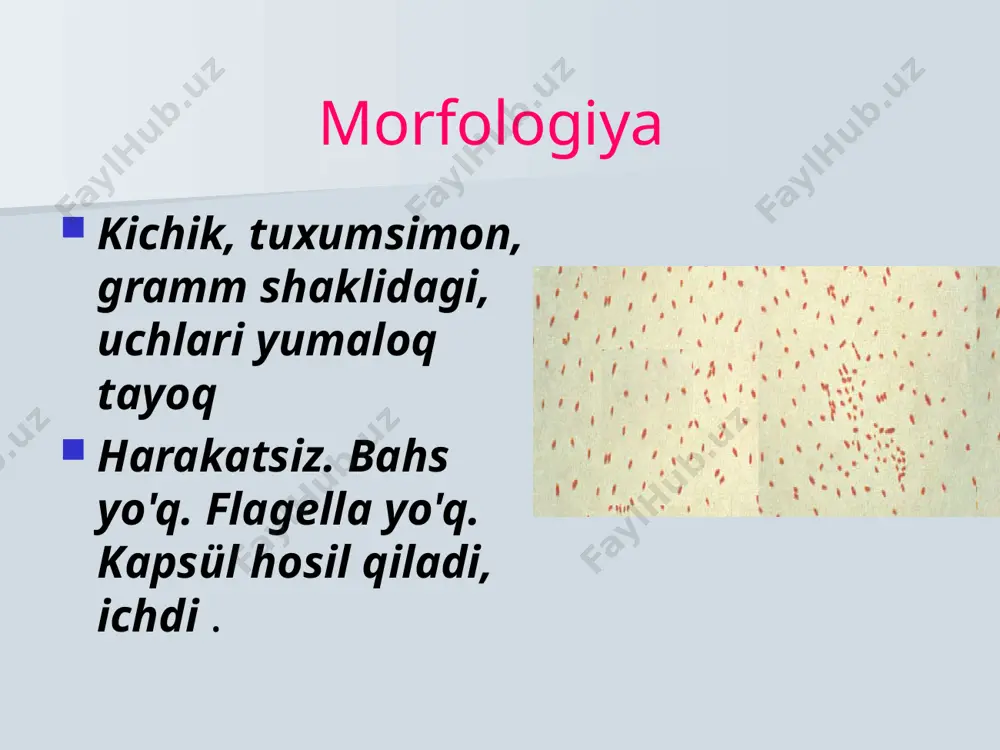 li epiteliyni shikastlaydi va siliostazni keltirib chiqaradi - shilimshiq chiqishi buziladi va qo'zg'atuvchining davom etishi uchun sharoit yaratiladi. il-1 ishlab chiqarishni rag'batlantiradi, unga javoban azot oksidi sintezlanadi u pirogenlik kabi xususiyatga ega lipopolisakkarid dan farq qiladi enterobakteriyalarning lps lipid biologik faollikni aniqlaydi (pirogenlik, toksiklik, adjuvant, il-1 ishlab chiqarishni rag'batlantirish) umuman olganda, lps immunogenlikka ega bu butun hujayrali ko'k yo'tal vaktsinasining reaktogenligi bilan bog'liq. ko'k yo'tal toksini ham kolonizatsiya bosqichida, ham toksikoz bosqichida vositachilik qiladi - ab5 tuzilishiga ega protein: b hududi - maqsadli hujayralar retseptorlari bilan bog'lanish uchun mas'ul bo'lgan s 2- s 5 5 bo'linmasi s1 bo'linmasiga to'g'ri keladi , fermentativ faollikka ega - odatda adenilatsiklazani inhibe qiluvchi g -proteinning adp-ribosillanishini amalga oshiradi . camp to'planishi quyidagilarga olib keladi: fagotsitozning barcha bosqichlarini bostirish, limfotsitlarning normal taqsimlanishining buzilishi ("homing effekti"), limfoid to'qimalarning timusga bog'liq zonalarining kamayishi, u oshqozon osti bezi hujayralariga ta'sir qiladi, bu insulinning yuqori ishlab chiqarilishiga va natijada …