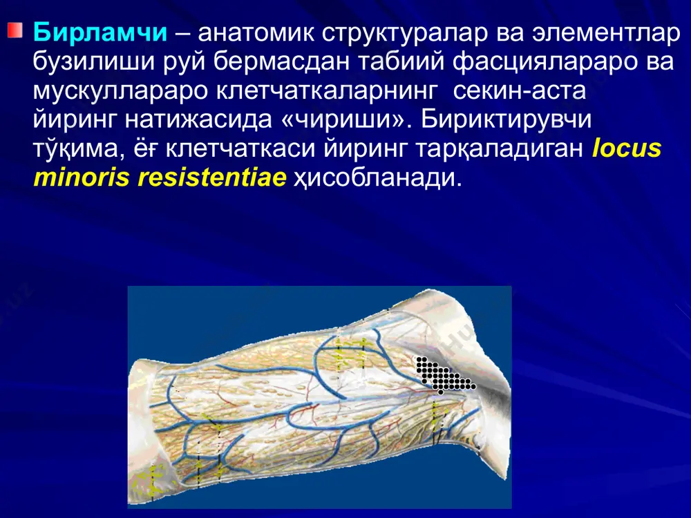 м ифодаланган бўлади, лекин умумий белгилар шиддат билан ривожланади. пайлар (апоневрозлар) бўйича йиринг тарқалиши ўзига хос хусусиятларига эга. масалан, қўл ёки оёқ панжаси апоневрози бўйлаб. улар учун ўзига хос хусусиятлар қуйидагилардан иборат: а) катакчали тузилиш; б) ушбу апоневрозларнинг бириктирувчи тўқимали структуралар орқали тери билан боғланганлиги; в) апоневроз ости клетчаткасининг мавжудлиги. панжадаги юза йирингли-яллиғланиш жараёнлари фақат чуқурга қараб тарқалади. бунда комиссурал тешиклар аҳамияти катта. йирингли жараён «қум соати» кўринишига эга бўлади. «қум соати» кўринишидаги жараёнда беморнинг умумий аҳволи билан маҳаллий белгилар орасида номутаносиблик мавжуд. операция вақтида фақат юза ўчоқни очиш ва дренажлаш энг кўп учрайдиган хато ҳисобланади. мускул келиб чиқиш хусусиятига эга фасциялар бўйлаб яллиғланиш жараёнларининг тарқалиши қуйидаги хусусиятларига эга: а) флегмоналар фасциянинг бутун юзаси бўйлаб тарқалади (“ёйилиб оқиш” хусусияти); б) маҳаллий симптомларнинг кучайиб бориши; в) йирингли ўчоқнинг қўшни соҳалардан чегараланганлиги (фасциялар тешиклар йўқлиги ва уларнинг суякларга бирикканлиги ҳисобига). масалан: 3- ва 2-фасциялар орасидаги тўш усти апоневрозлараро клетчатка. йирингли оқмаларнинг параангиал …