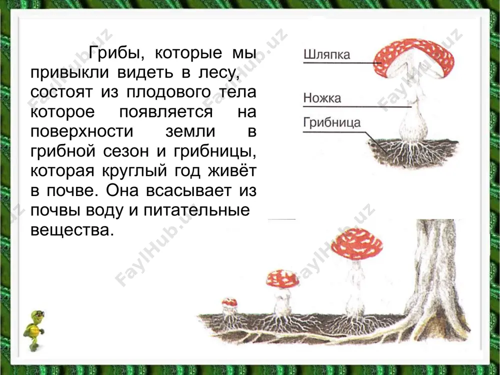 в царстве грибов - Page 3