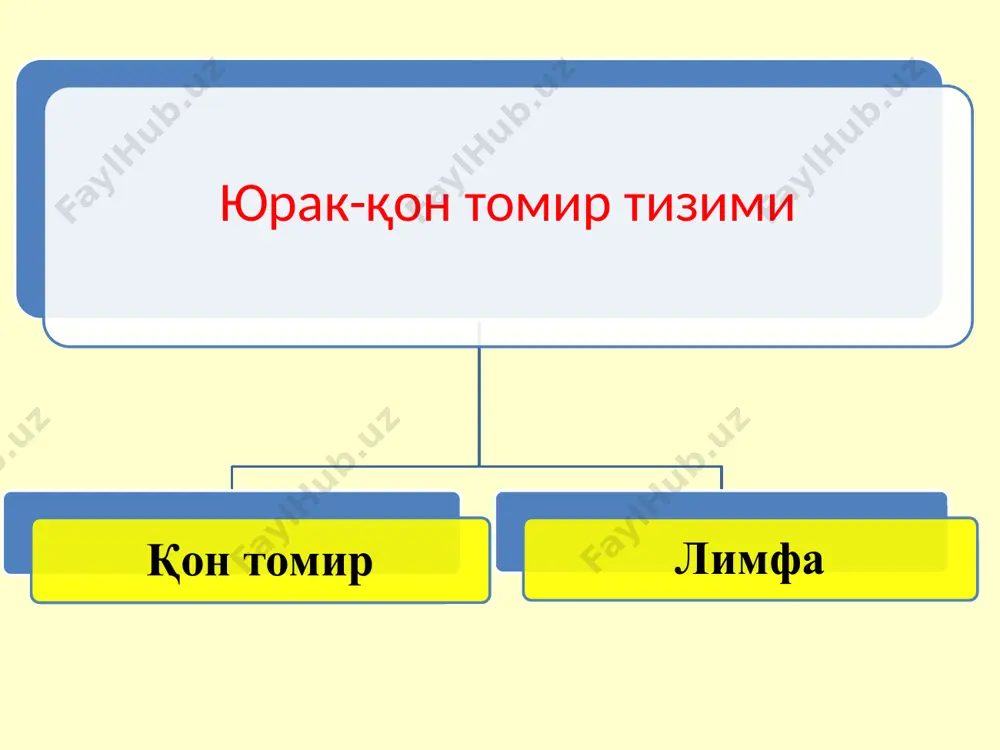 – юқор ковак вена нпв - пастки ковак вена клапанлар: iii – 3 табақали клапан ii - 2 табақали клапан 1 - аорта клапани 2 - ўпка артерияси клапани стрелка қон ҳаракати бўйлаб кўрсатилган 30 ҳомилада қон айланиши ҳомила артерия ва веналари: 1 — аорта ёйи 2 — артериал йўлак 3 — юқори ковак вена 4 — чап бўлмача 5 — ўпка стволи 6 — ўнг бўлмача 7 — чап қоринча 8 — ўнг қоринча 9 — қорин аортаси 10 — веноз проток 11 — дарвоза вена 12 — киндик вена 13 — пастки ковак вена 14 — плацента 15 — киндик артерияси 31 ҳомилада қон айланиши 32 ҳомилада қон айланиши 33 юрак анатомияси 34 юрак жойлашиши (cor, cardium) 35 юрак жойлашиши (cor, cardium) 36 юрак жойлашиши (cor, cardium) 37 юрак тузилиши (cor, cardium) – олдинги юзаси 38 юрак тузилиши – орқа юзаси 39 юрак чегаралари 40 юрак чегаралари 41 …