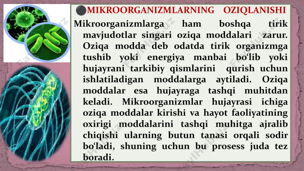 va uglerodni organik moddalardan oladigan mikroorganizmlarga xosdir. bularga tuproqda va boshqa substratlarda yashovchi aerob va anaerob mikroorganizmlar kiradi. ‹#› hozirgi yangi klassifikasiyaga ko‘ra avtotroflar litotroflar deb nom olgan. oziqlanish jarayonida fermentlarning ahamiyati katta. chunki mikroorganizmlar turli organik moddalarni ximiyaviy ravishda parchalab, shu yo‘l bilan oziqlanadi va ba’zilari shu jarayonda nafas oladi. mikrob parchalangan organik moddalarni qabul qilib, so‘ngra ularni o‘z xujayrasida qaytadan sintez qiladi va tanasining ayrim qismlarini tuzadi. mikroorganizmlarni nafas olishi to‘g‘risida tushuncha. ma’lumki, atmosfera tarkibida taxminan 78 % azot, 20 % kislorod va 0,03 – 0,09 gacha karbonat kislota (karbonat gazlar) bor. shu gazlarda asosiy rolni kislorod o‘ynaydi. chunki mikroorganizmlarning nafas olishi murakkab biologik jarayon bo‘lib, mikroorganizmlarga turli organik birikmalarni sintezlash uchun kerakli energiya shu tufayli hosil bo‘ladi. mikroorganizmlar xam hayvonlar va o‘simliklar kabi nafas olishda kisloroddan foydalanadi ‹#› demak, mikroorganizmlar xujayrasining rivojlanish va o‘sishi uchun zarur bo‘lgan oziqlanish jarayoni bilan birga mikroorganizmlar organizmda moddalar almashinuvining nafas olish …