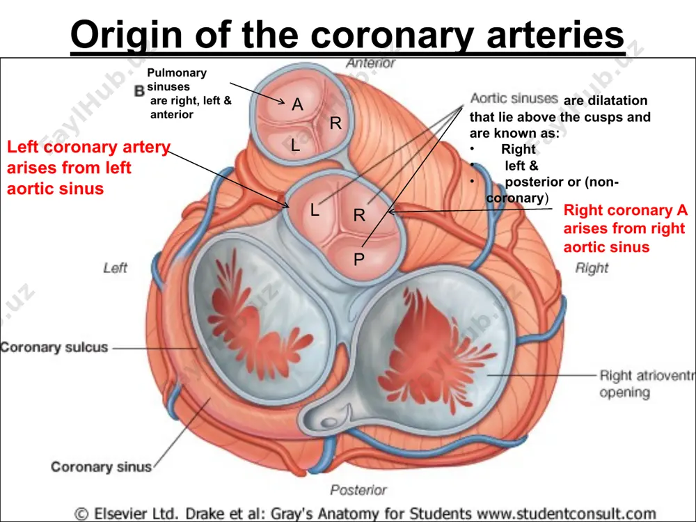 ft atrium, & rarely associated with the left ventricle. v e n o u s d r a i n a g e oblique vein of the left atrium auto-conducting system of the heart consists of specialized cardiac muscle fibers present in the: sino-atrial (s.a.) node atrio-ventricular (a.v.) node atrio-ventricular bundle (of his) right & left bundle branches purkinje fibers these fibers conduct impulses of heart beat initiated by the s.a. node, without nerve supply purkinje fibers bundle septum s.a. & a.v. nodes sino–atrial (s.a.) node, is the pace maker of the heart, and lies deep to the epicardium at junction of svc and right atrium atrio-ventricular (a.v.) node lies in postero-inferior region of inter-atrial septum near the opening of the coronary sinus) atrio-ventricular bundle lies in the fibrous skeleton of the heart b/n atria & ventricles and runs along the membranous part of the inter-ventricular septum (ivs). at the …
