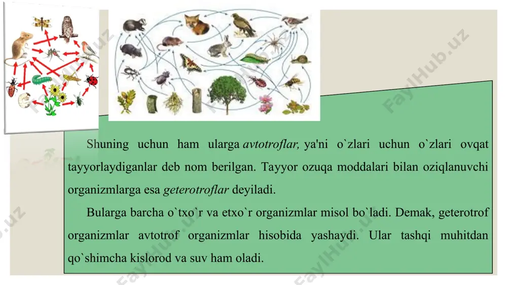 ekologik piramidalar va ekotizmlarning o’zgarish su’rati - Page 4