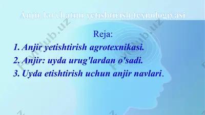 anjir ko'chatini yetishtirish texnologiyasi — PPTX