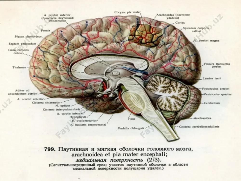 яллиғланиш ёпишқоқ бош мия орқа чуқурчаси ўткир ости фиброзли кистозли базал сурункали гипер пластик аралаш конвекситал сурункали лептоменингитлар клиникаси уч гурух симптомлардан иборат: 1.соматик симптомлар; 2.умуммия симптомлар; 3.локал неврологик симптомлар. соматик симптомлар: 1.сурункали тонзиллит белгилари; 2.ўтказилган нейровирус (грипп) белгилари; 3.гайморит, синусит, фронтит, отит белгилари; 4.бош мия жарохати белгилари ва бошқалар. умуммия симптомлари: кучли бош оғриқлари кўнгил айниши, қусиш. бош айланиши. қулоқда шовқин. 5.краниограммадаги характерли (impressio degetata, қон томирлар проекцияси кўринишини кучайиши, калла cуяги трофик бузилиши, турк эгари хажмини ва орқа девори тузилишини бузилиши ва бошқалар). 6.кўз туби ўзгаришлари (қон томирлар ангиопатияси, яъни артерияларнинг торайиши ва веналарнинг кенгайиши; кўрув нерви дискининг димланиши ва атрофияси). 7.кт ва мртда субарахноидал бўшлиқларни ва қоринчаларни каттала-шиши; 8.люмбал пункцияда ликвор босимини меъёрий ва кескин ошиши. локализация- сига кўра: конвекситал базал калла орқа чуқурчасида конвекситал лептоменингитлар маконли симптомлар: пай рефлексларининг ошиши патологик рефлекслар умумий ва джексон тутқаноқ-лари краниал нервларнинг марказий ва периферик фалажликлари базал лептоменингитлар умуммия симптомлари …