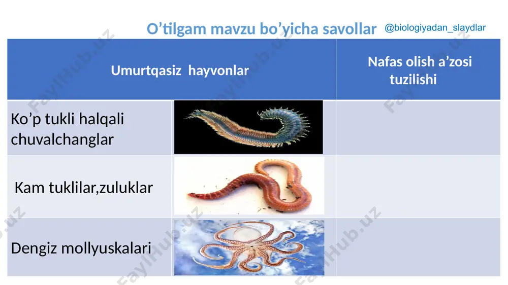 oqadi. qushlar va sutemizuvchilarning yuragi to‘rt kamerali, arterial va venoz qon aralashmaydi. ular issiqqonli hayvonlar hisoblanadi. qushlarda qon suyak ko‘migi va taloqda hosil bo‘ladi. qushlarda aorta o‘ngdan aylanishi bilan sutemizuvchilardan farq qiladi. @biologiyadan_slaydlar yurak filogeneziga qiyosiy ta’rif @biologiyadan_slaydlar qon aylanish sistemasining evolutsiyasida asosan 3 ta bosqich @biologiyadan_slaydlar yurakning paydo bo‘lishi va yurak kameralari sonining ortishi. qon aylanishining ikkita – katta va kichik doirali bo‘lishi. yurakning chap arterial va o‘ng venoz bo‘laklarga ajralishi. xotira mashqi @biologiyadan_slaydlar @biologiyadan_slaydlar xotira mashqi diffuziya gemolimfa arteriya konusi to‘rt kamerali 500 marta venoz arterial uch kamerali aralash qon 4 juft jabra arteriyalari yurak ochiq qon aylanish doirasi @biologiyadan_slaydlar @biologiyadan_slaydlar ortiqchasini toping to’rt kamerali yurak sovuqqonli aralash qon 36,6 oc gemolimfa eritrosit rangsiz qon naysimon yurak yurak yopiq qon aylanish tana bo’shlig’i tananing orqa qismi ikki kamerali yurak arterial qon yopiq qon aylanish sistemasi yashil qon arerial konus uch kamera issiqqonli uch juft qon tomir chap aorta …