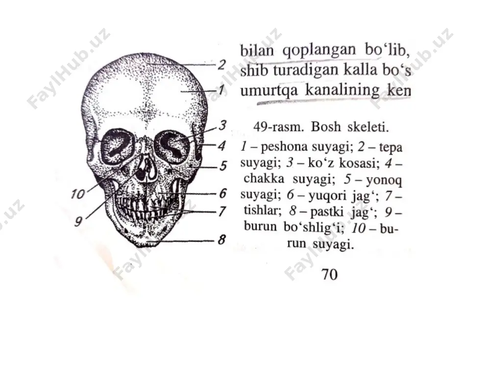 chalari bor. tanasining o’rta qsimida iyak dombogi b/b 1va2 kichik jag’ tishlarining ostida iyak teshigi ko’rinib turadi pastki jag tanasining ichki yuzasida til osti bezi joylashgan. pastki jag shoxi 2 ta o’siq b,n tugaydi til osti suyagi pastki jag’ b,n xiqildoq o’rtasifa joylashgan. taqa shakli o’rta, tana, ikki juft shoxi bor. tanasiga tog’ay orqali birlashadi. 50 yoshdan k,n suyaklanadi kalla suyagining birlashishi chakka s-ning tangasimon qismi qiyq b/b, tepa suyakning chekkasiga yopishib turadi va tangasimon chok x.l q.di qopqoq suyaklari tishli choklar xosil qilib birlashadi yuz qismi tep tekis chekkalari b,n tegib turib birlashadi. ikkala tepa suyak o’rtasida sagittal chok peshona suyak b,n tepa suyaklari o’rtasida tojsimon chok tepa va ensa o’rtasida lambdsimon chok kalla skleti-cranium g’alvirsimon-os ethmoidale tepa-os parietale ponasimon-os sphenoidale chakka-os temporale ko’z kosasi-orbita pastki jag’-mandibula yuqori jag-maxilla til osti-os hyoideum dimog’-vomer burn-os nasale ko’z yosh-os lacrimale tanglay-os palatinus yanoq-os zygomaticum ensa-os occopitale peshona-os frontale miya-cranium cerebrale yuz-cranium …