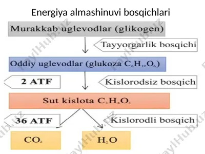 energiya almashinuvi bosqichlari — PPTX