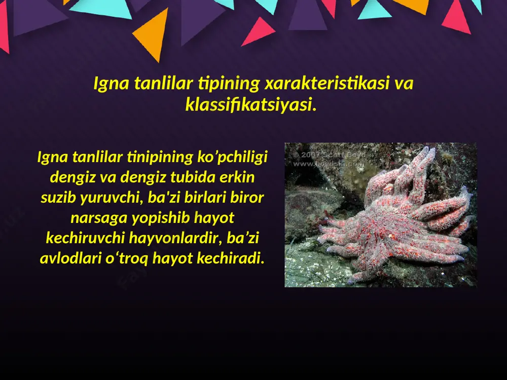 rganlarning yo‘llari mustaqil ravishda qo‘llarning oraliqlariga ochilgan. ko‘pchilik turlari jinsiy mahsulotini tashqariga chiqariladi, o‘rchish va rivojlanish suvda boradi (ba’zi turlarida tuxum qo‘yish bo‘shlig‘i bo‘lib, tuxumi shu bo‘shliqda o‘rchiydi). dengiz yulduzining rivojlanishi hamma ignatanlilar uchun xarakterlidir. adabiyоtlar: 1. g.g.abrikosov va boshqalar. «zoologiya» 1 - 2 jilt. t: 1966. 2. v.f.natali «umurtqasiz hayvonlar zoologiyasi». t: 1966. 3. s.p. naimov. «umrtqali hayvonlar zoologiyasi» 1995 y. 4. o mavlonov .sh.xurramov «umirqasizlar zoologiyasi» t. 1988 y. 5. e.i.lukin «zoologiya» moskva 1989 image2.jpg image3.jpeg image4.jpeg image5.jpeg image6.jpeg image7.jpeg image8.jpeg image9.jpeg image10.jpeg image11.jpeg image12.jpeg image13.jpeg image14.jpeg image15.jpeg image16.jpeg image17.png image18.jpeg image1.jpg
