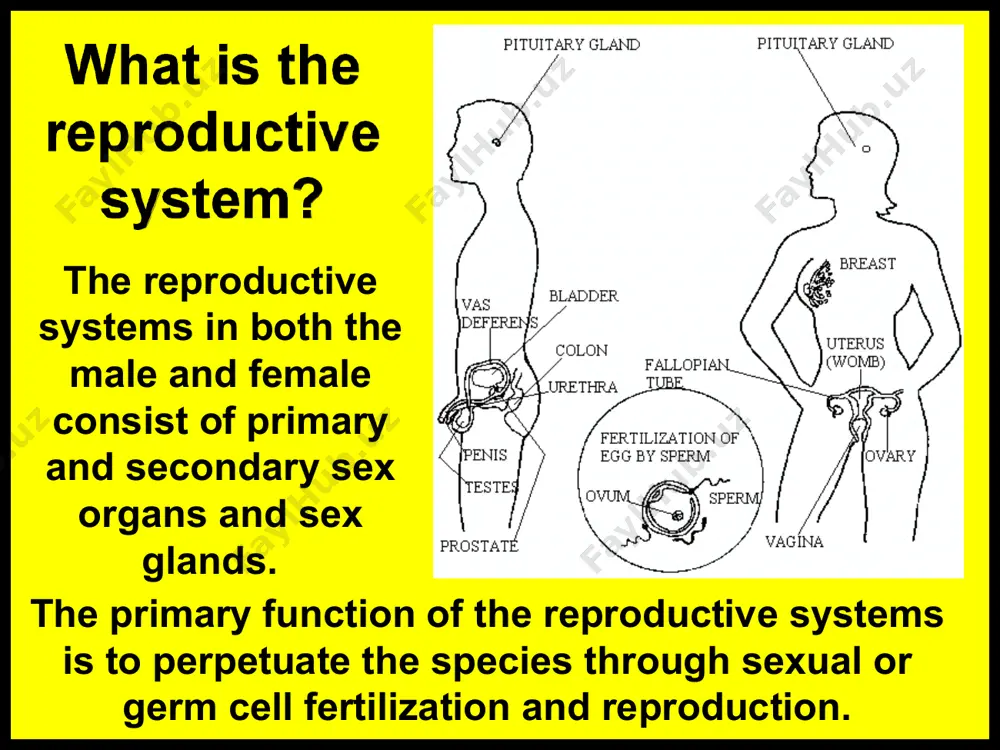 f the uterus by a ligament. they are oval-shaped, about the size of a large olive, and lie close to the fimbria at the end of the fallopian tubes. each ovary is filled, already at birth, with egg-containing sacs called follicles. each egg is called an ovum. once every 21 days, one follicle in one ovary ripens. this mature follicle is a graafian (graw fee un) follicle. the follicle ruptures in response to hormones from the pituitary gland, releasing the ovum/egg… a process called ovulation. after the follicle ruptures, it becomes a mass of yellow cells called the corpus luteum. this is a temporary, progesterone-producing structure. the vagina extends from the cervix to the outside of the body. it is a 3 ½ inch long muscular tube that expands in length and width during sexual arousal. the vagina is the female organ for copulation (sexual intercourse), receiving the seminal fluid …