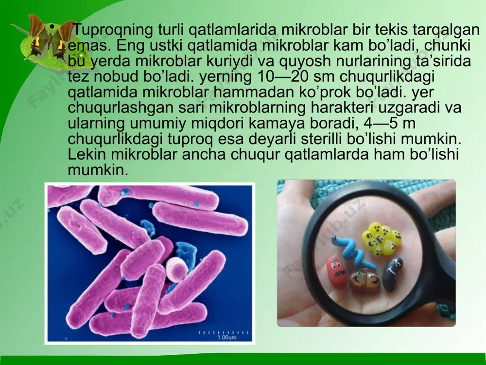 mikroorganizmlarning biosferadagi o`rni - Page 5