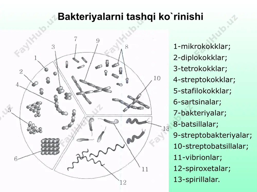 anasi xivchinlar bilan qoplangan tayoqchalarga aytiladi (e. coli). amfitrix xivchinli e.soli bakteriyasi peritrix xivchinli bacteriyalar lofotrix xifchinli bakteriyalar mikroorganizmlarda xivchinlarning joylashish sxemasi 1-monotrix; 2-lofotrix; 3-amfitrix; 4-peritrix bakteriyalarning ko`payishi umuman bakteriyalar ikkiga bo`linish yo`li bilan ko`payadilar. bunda ko`pincha hujayraning o`rtasidan to`siq hosil bo`lib, uni ikkiga bo`lib, yangi ikkita hujayra barpo etadi. kokklar diametri bo`ylab har xil yo`nalishda bo`linishi mumkin. tayoqchasimon va buralgan bakteriyalar esa, ko`ndalangiga bo`linadi. ularda to`siq, asosan hujayra markazida bo`lib, hujayrani teng bo`laklarga - qiz hujayralaga ajratadi. ammo ba`zan to`siq markazdan boshqa joylarda bino bo`lsa, biri kichik, ikkinchisi kattaroq qiz hujayralar hosil bo`lib, kelajakda ular ona hujayra kattaligigacha o`sadilar. spiroxetalarda to`siq hujayrani ham uzunasiga, ham ko`ndalangiga bo`lishi mumkin. bakteriyalarning ko`payishi, ularning turiga va o`sish sharoitlariga bog`liqdir. o`sish sharoiti qulay bo`lsa, ya`ni oziqaning yetarliligi, optimal namlik va temperatura, enargiya manbai va boshqalar bo`lsa bakteriyalar ko`paya boshlaydi. yuqoridagi sharoitda ba`zi bakteriyalar har 5-10 soatda ko`paysa, ba`zilari har 15-30 minutda ko`payadi. bir …