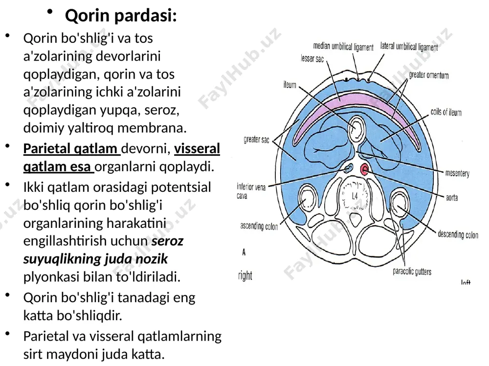 peritoneum (peritoneum) - Page 5